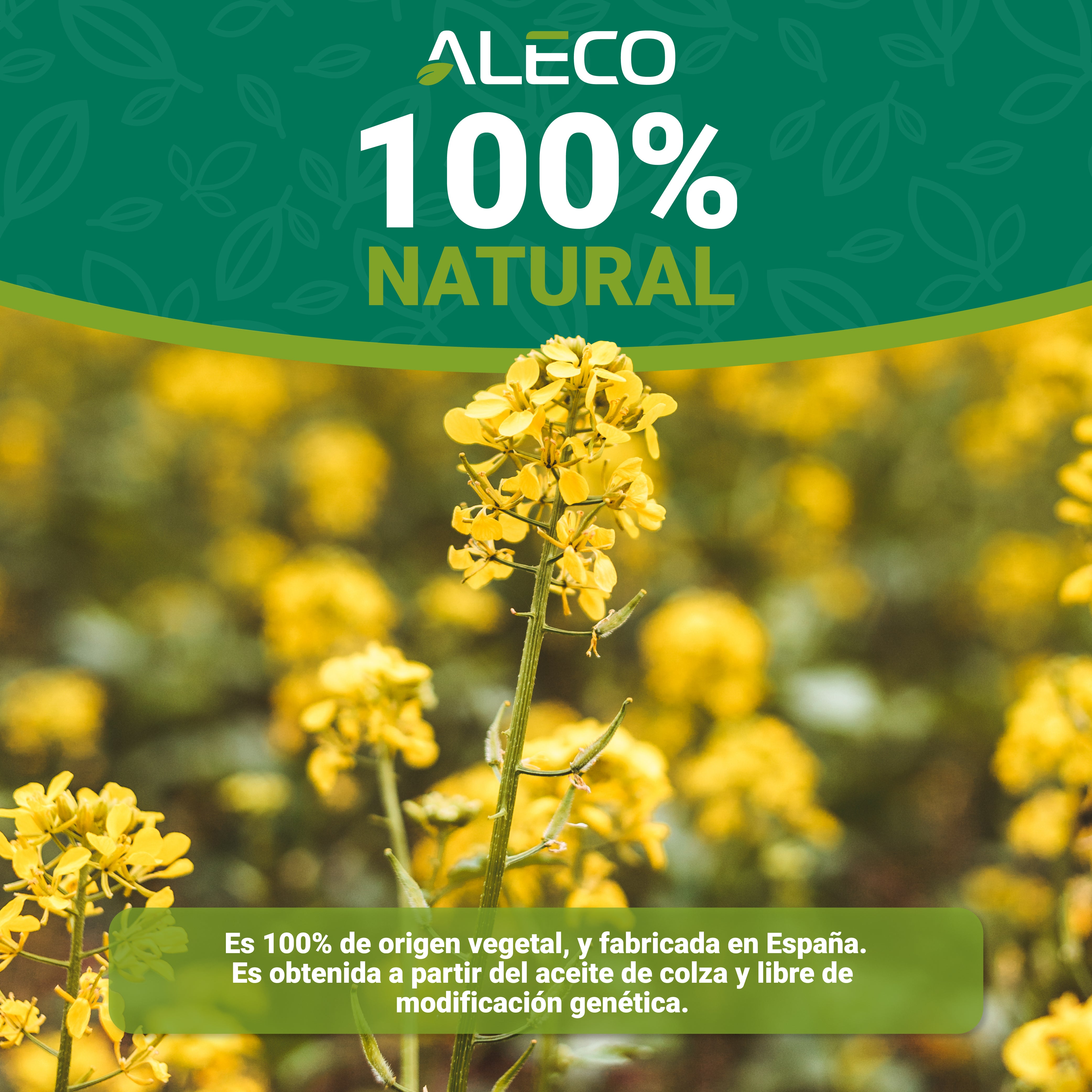 Cera de Colza en Perlas p Vaso, Recipientes o Frascos. Bajo Punto de Fusión 48- 52ºC. Alto índice retención de fragancia para Velas en